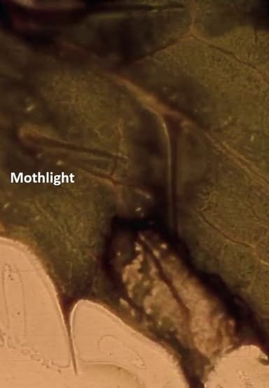 Mothlight