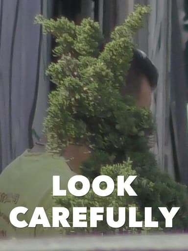 Look Carefully
